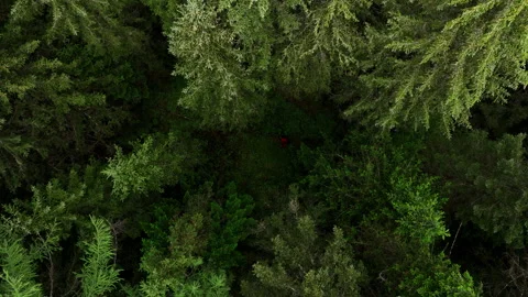 A group of tourists walks through a dense green forest. Shooting from above. Stock Footage 230003845