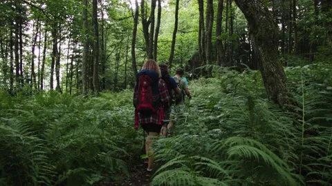 Group of tourists walks through thickets of giant fern. European forest in late Stock Footage 208890781