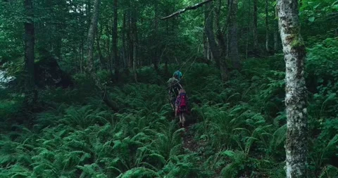 Group of tourists walks through thickets of giant fern. Aerial view. European Stock Footage 209126552