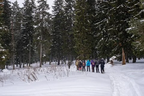 A group of tourists in a winter forest on a cloudy frosty day. Stock Photos
