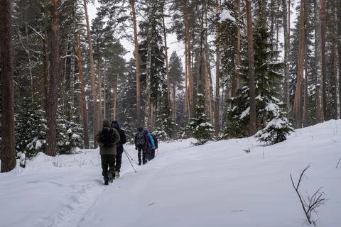 A group of tourists in a winter forest on a cloudy frosty day. Stock Photos