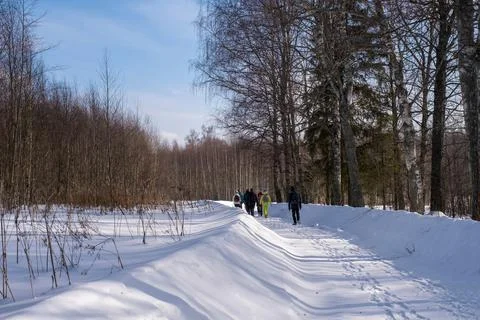 A group of tourists in a winter snow forest on a sunny day. Stock Photos