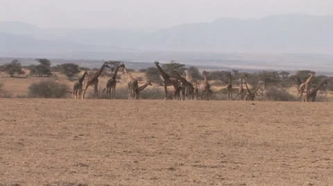 Group (tower) of Giraffes Stock Footage 11136649