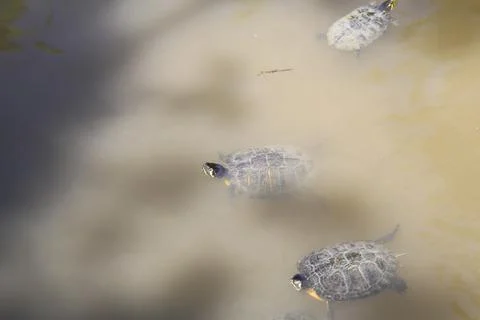 Group of trachemys scripta scripta turtle in lake Stock Photos
