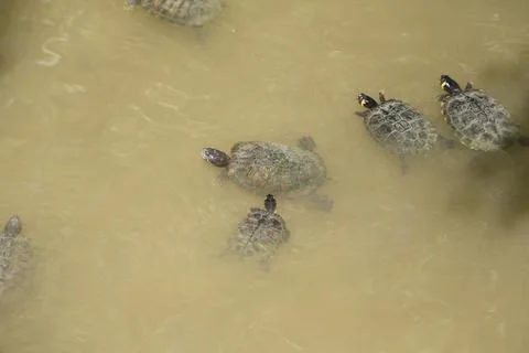 Group of trachemys scripta scripta turtle in lake Foto stock