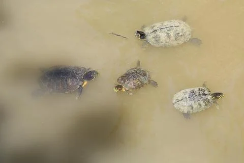 Group of trachemys scripta scripta turtle in lake Stock Photos