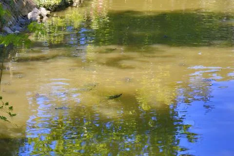 Group of trachemys scripta scripta turtle in lake Foto stock