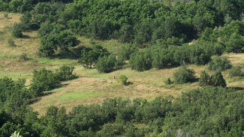 Group trail run pan Stock Footage 83467352