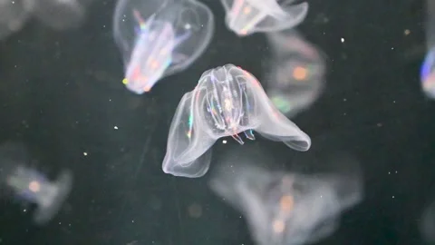 Group of translucent jellyfish floating and pulsating gracefully in dark blue Vídeos de archivo 334080180