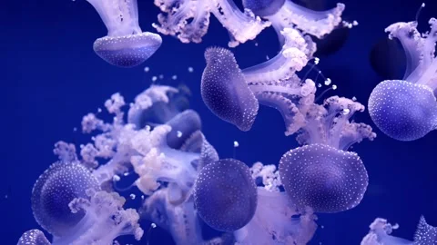Group of translucent jellyfish gracefully swimming in deep blue water, Stock Footage 335088795