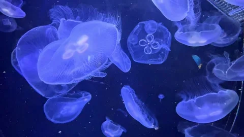Group of translucent jellyfish swimming gracefully in dark blue water Stock Footage 338178879