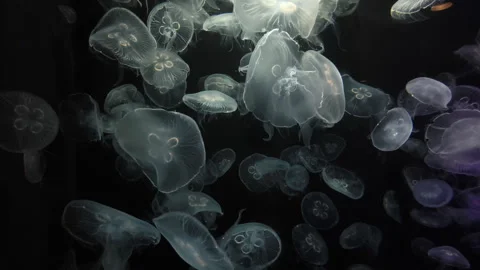 A group of translucent moon jellyfish drifting gracefully through dark water Stock Footage 342724210
