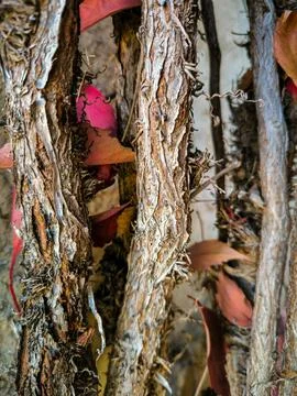 A group of tree branches with leaves and bark. Stock Photos