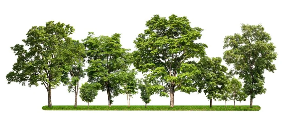 Group of tree with green grass isolate on white background Stock Photos