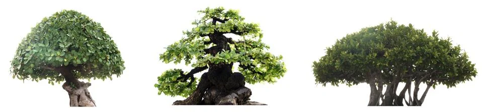 Group of tree isolated on white background. Bonzai Stock Photos