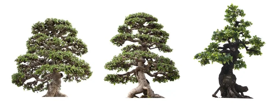 Group of tree isolated on white background. Bonzai Stock Photos