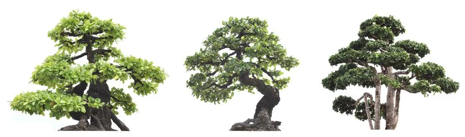 Group of tree isolated on white background. Bonzai Stock Photos