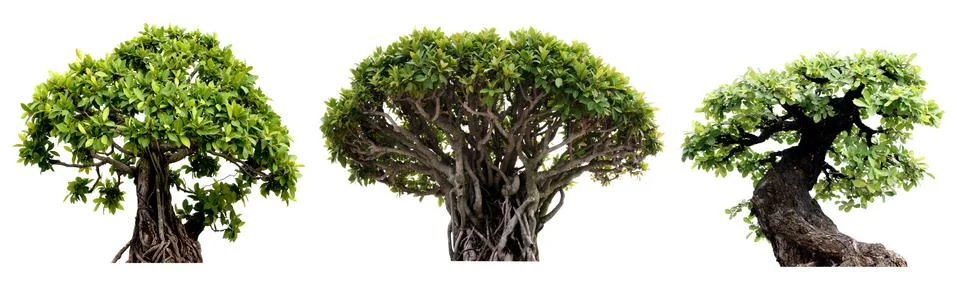 Group of tree isolated on white background. Bonzai Stock Photos