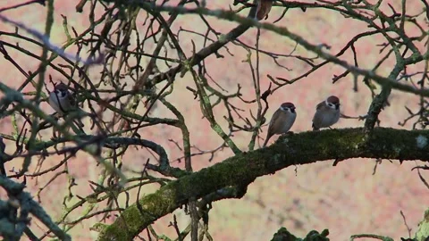 Group of Tree Sparrows Perched in Warm Sunset Light Stock Footage 314053607