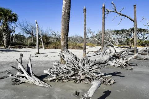 Group of tree trunks Stock Photos