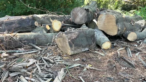 Group of tree trunks of various sizes after being cut down in a deforested area Stock Footage 169238744