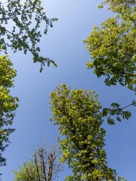 A group of trees that are next to each other Stock Photos