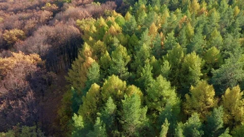 A group of trees with bare branches next to deciduous trees, shooting in motion Stock Footage 163405500