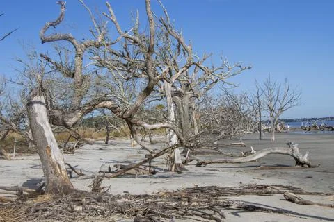 Group of trees on the beach Stock-Fotos