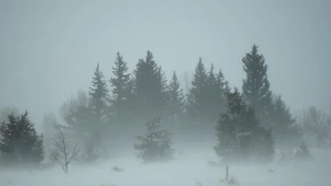 Group of Trees in Blowing Snow Stock Footage 210979017