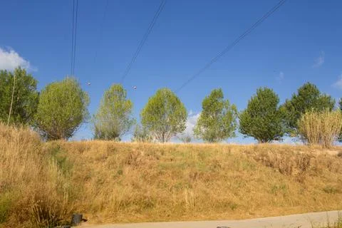 Group of trees on a blue sky background Stock Photos