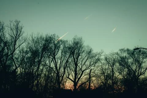 A Group of Trees on a Clear Blue Sky With the Sun Setting Behind Them Stock Photos