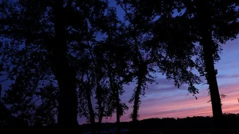 A Group of Trees on the Fading Sunset Stock Photos