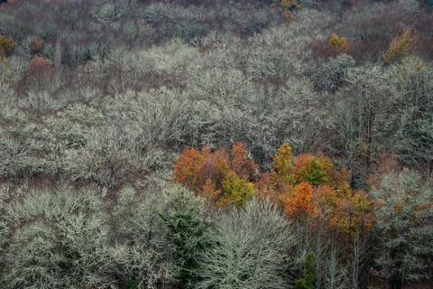 A group of trees with fall foliage stand out among the lichens of an already  Stock Photos