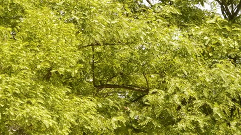 Group of trees in a forest and moving with the wind Vidéo 132668380