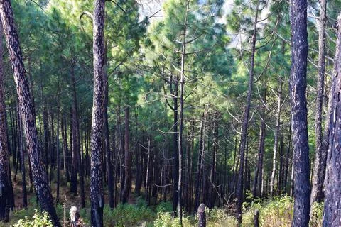Group of trees in the forest background in India Stock Photos