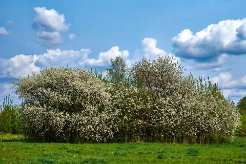 A group of trees in full bloom, their branches adorned with white flowers Stock Photos