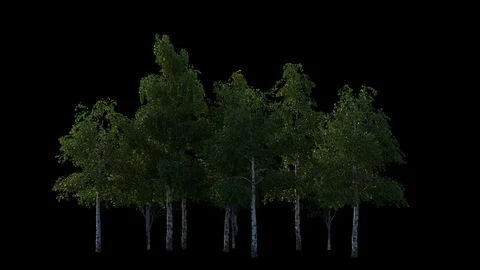 Group of trees isolated on transparent with alpha, wind blowing Stock Footage 71755750