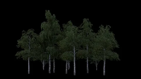 Group of trees isolated on transparent with alpha, wind blowing Stock Footage 71756128