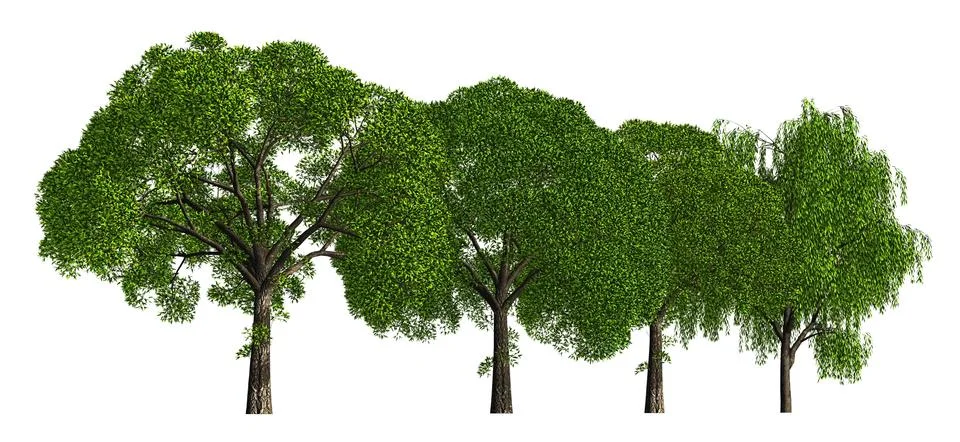 Group of trees isolated on white 3d illustration Stock-Illustration
