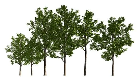 Group of trees isolated on white 3d illustration Illustrazione stock