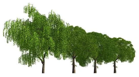 Group of trees isolated on white 3d illustration Illustrazione stock