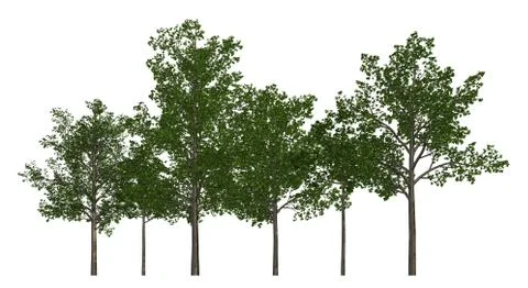 Group of trees isolated on white 3d illustration Stock Illustration
