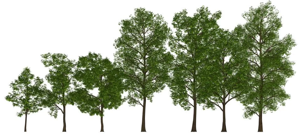Group of trees isolated on white 3d illustration Illustration