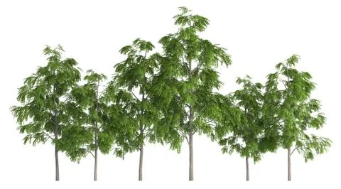 Group of trees isolated on white 3d illustration Stock-Illustration