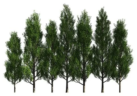 Group of trees isolated on white 3d illustration Illustrazione stock