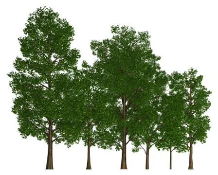 Group of trees isolated on white 3d illustration Stock-Illustration