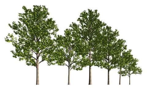 Group of trees isolated on white 3d illustration Illustrazione stock