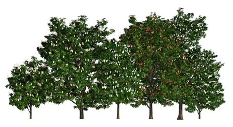 Group of trees isolated on white 3d illustration Stock Illustration