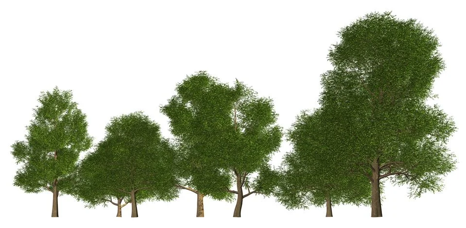 Group of trees isolated on white 3d illustration Stock Illustration