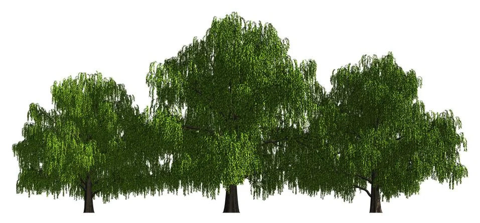 Group of trees isolated on white 3d illustration Stock Illustration